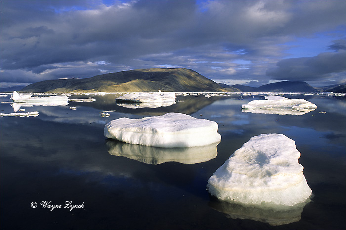 Discovery Harbour - Ellesmere Island 101 by Dr. Wayne Lynch &copy;